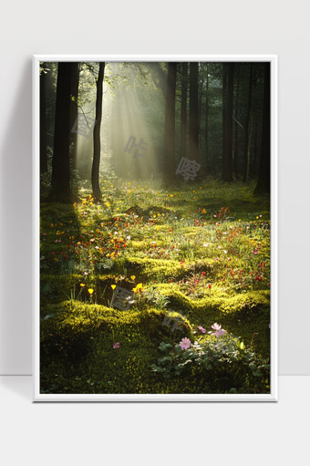 阳光穿透森林洒满花草的幽静晨景