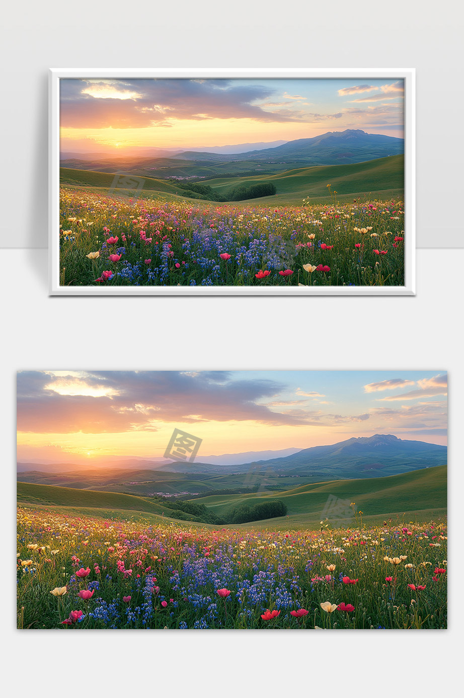 绚丽花海映照夕阳下连绵起伏的绿色山丘