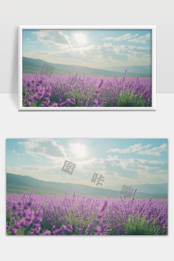 阳光下绽放的紫色薰衣草花海美丽风光