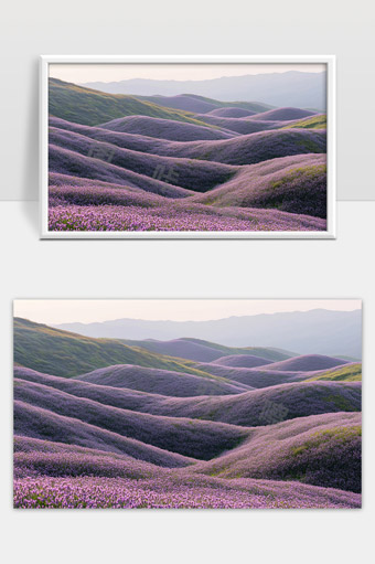 紫色花海铺满连绵起伏的山丘美丽壮观自然风光