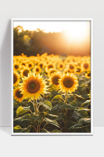 阳光下盛开向日葵金黄色花海美丽田园风光