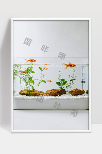 简约透明鱼缸养金鱼水草水族箱生态环境