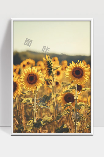 金色阳光下绽放的向日葵田夏日风景美丽花海