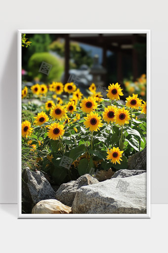 阳光下盛开的向日葵花海美丽田园景色