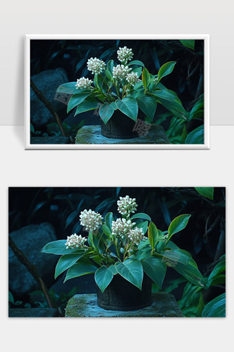 绿色叶片白色花朵盆栽静谧自然生态植物特写