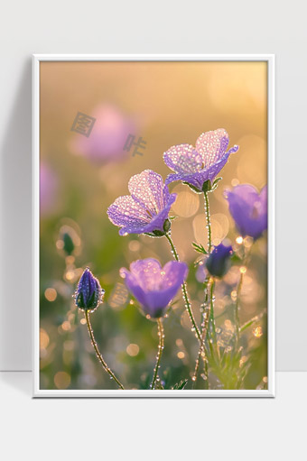 晶莹露珠装点晨曦下紫色花朵美丽绽放景象