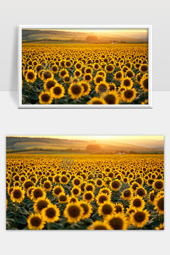 温暖夕阳下金色向日葵花海的美丽景象