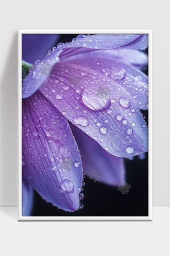 紫色花瓣上的晶莹露珠细节特写美丽自然