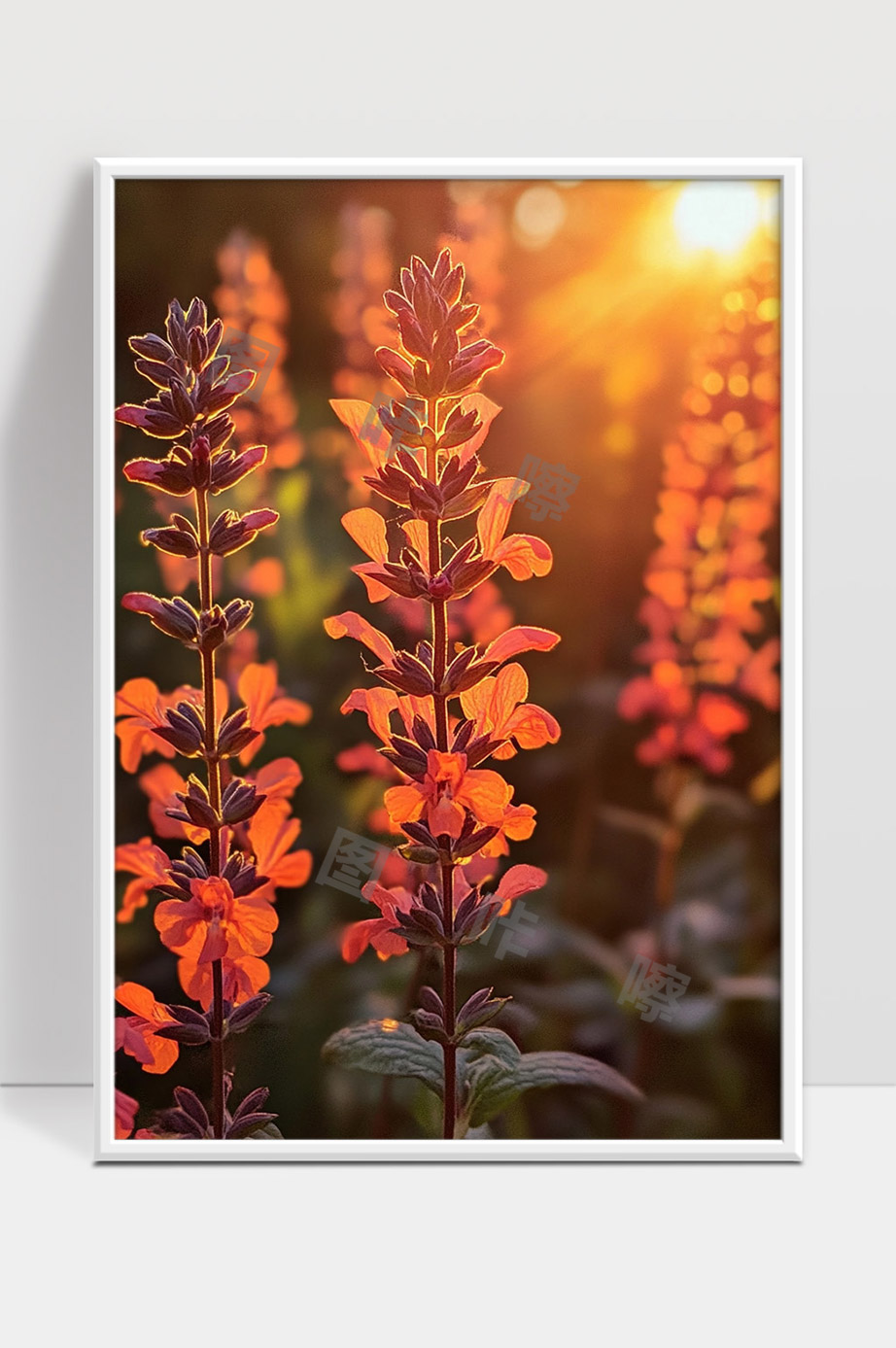 夕阳映照下的唯美橙色花朵盛开风景