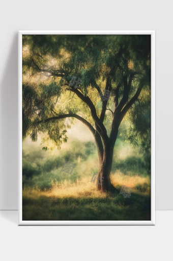 宁静清晨阳光洒落静谧古树下的自然风光