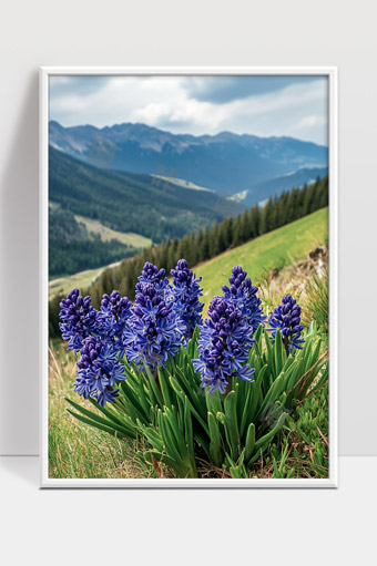 高山草甸上绽放的紫色风信子花美景