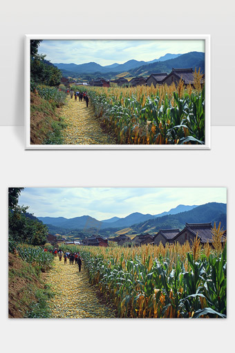 金秋丰收季节农村玉米田美丽乡村风光