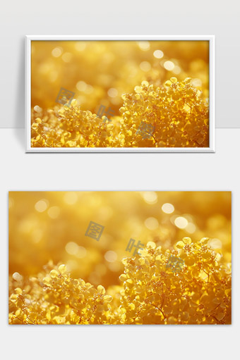 金黄色花海晨光下璀璨绽放的自然美景