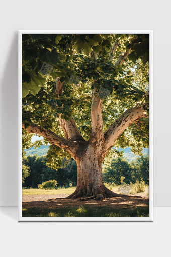 阳光洒落下的古老大树和绿色林间草地