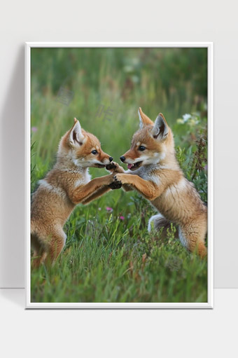 草地上两只小狐狸嬉戏玩耍森林野生动物萌宠写实