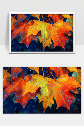 秋天多彩枫叶上晶莹露珠的美丽特写图景