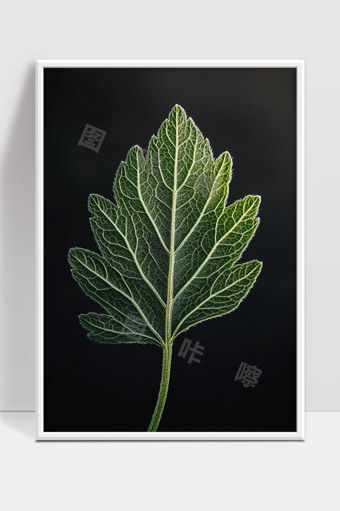 绿色植物叶脉纹理特写展示自然生命之美