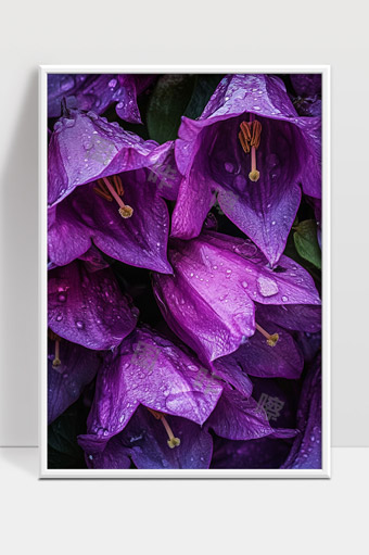 紫色花朵上晶莹露珠自然美景特写