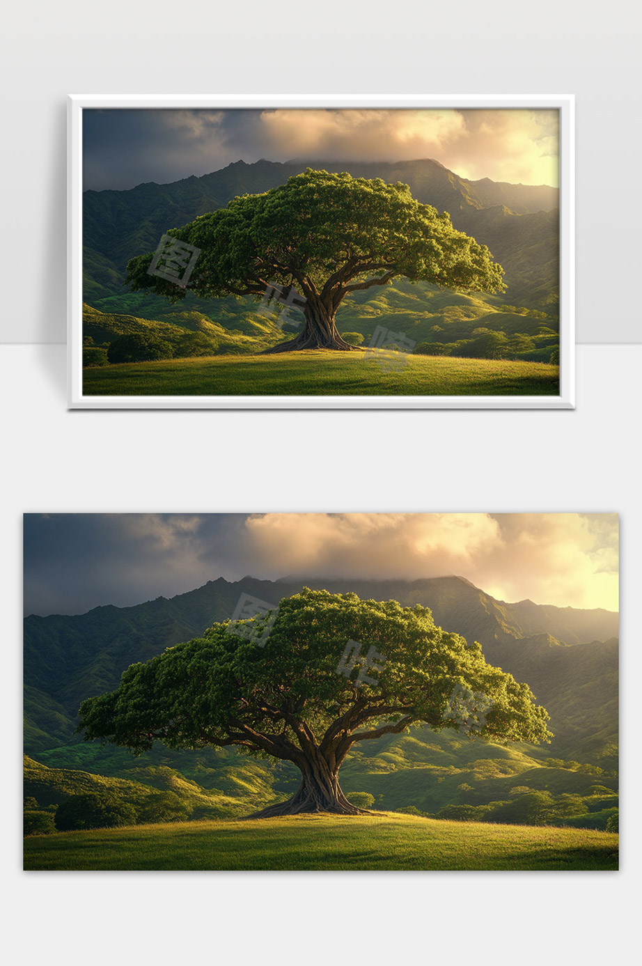 阳光普照下山间壮丽古树郁郁葱葱自然风光