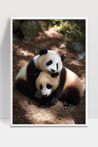 两只萌萌的大熊猫在森林中亲密嬉戏画面温馨