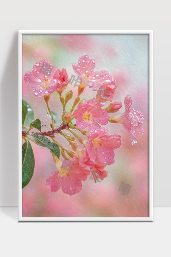 雨后粉色鲜花绽放水珠晶莹剔透美丽自然风光