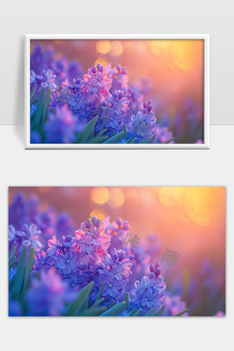 梦幻晨光中绽放的紫色风信子花海美景