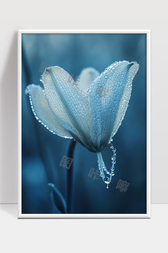 雨后清晨蓝色花朵上晶莹水珠特写摄影