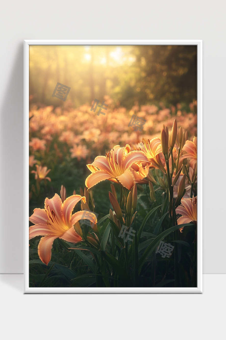 阳光洒落下的金色萱草花海美丽绽放