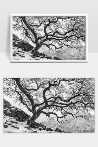 冬季雪景中的弯曲古树与岩石山坡黑白摄影