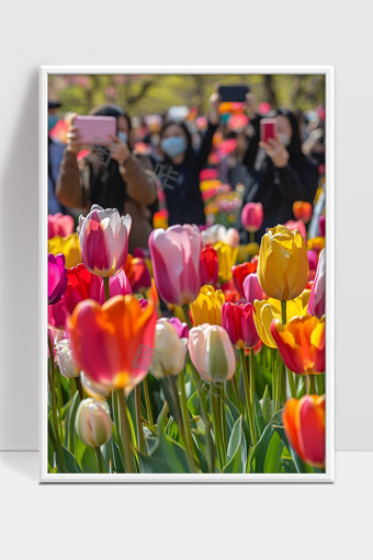 春日郁金香花海游客纷纷拍照留念美丽绽放