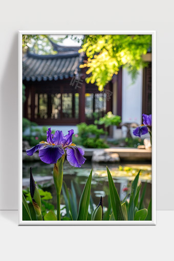 庭院中紫色鸢尾花绽放春日美景宁静致远