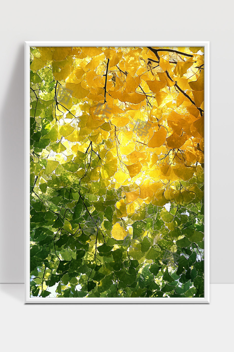 秋天银杏叶由绿变黄的美丽自然景象