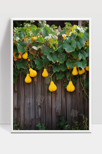 南瓜藤蔓悬挂木栅栏丰收秋天果实景象