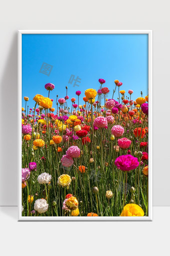 春日花海绚丽多彩色彩斑斓美丽绽放