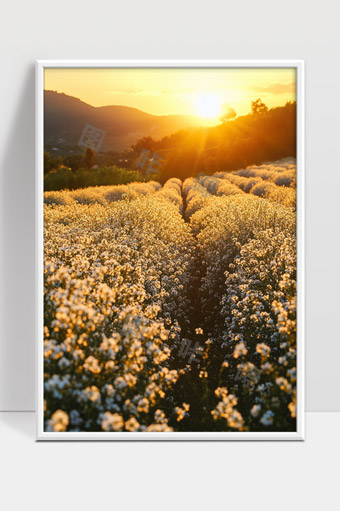 夕阳映照下的金色花海与远山风光美景