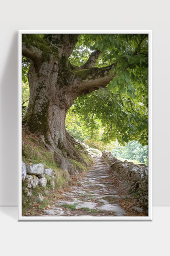 古树荫蔽的石阶小径通向远方宁静山林