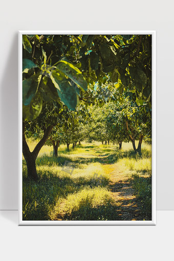 阳光洒落下的绿色果树林荫小径风景