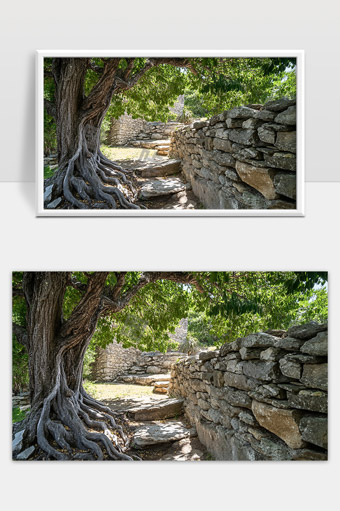 古树盘根绕石墙阳光洒落小径静谧景象