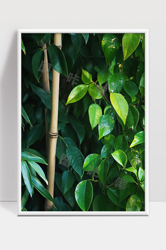 绿色植物与竹子自然生长生态景观