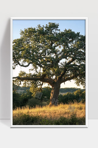高大古树阳光下的宁静田野自然风光