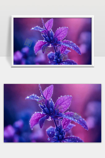 露珠点缀紫色花朵清晨自然美景