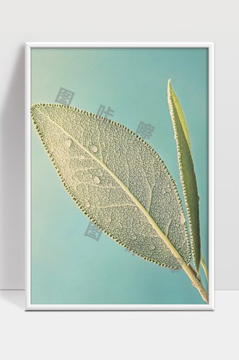 清晰细腻植物叶脉特写展示绿色自然生命之美