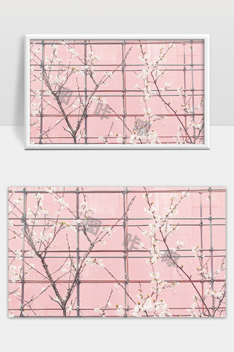 粉色背景下盛开的白色樱花树枝美丽景象