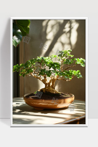 阳光下精致盆景绿植小树园艺盆栽艺术品