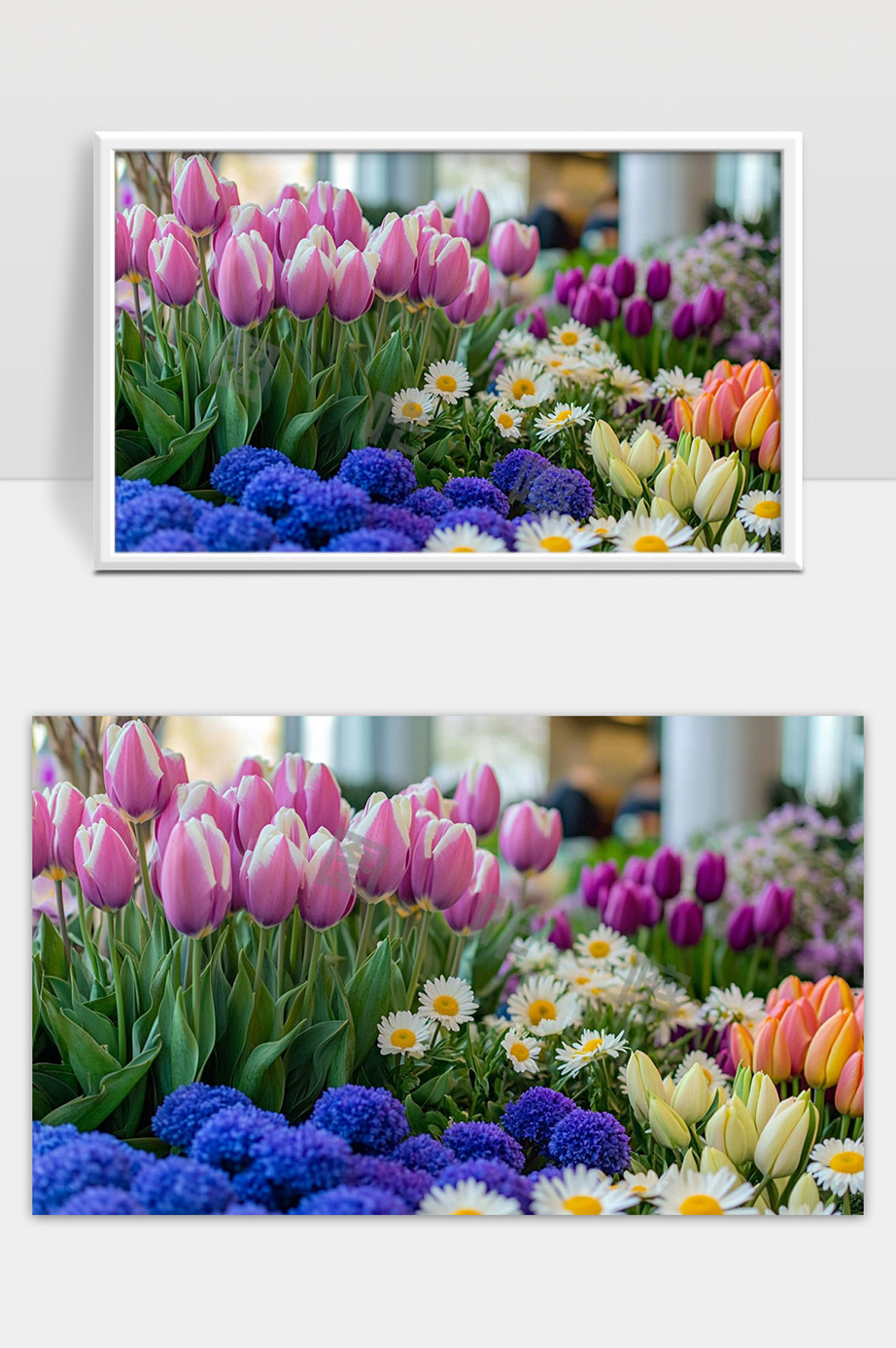 春日花海盛开多彩郁金香与雏菊绽放美丽园艺景观