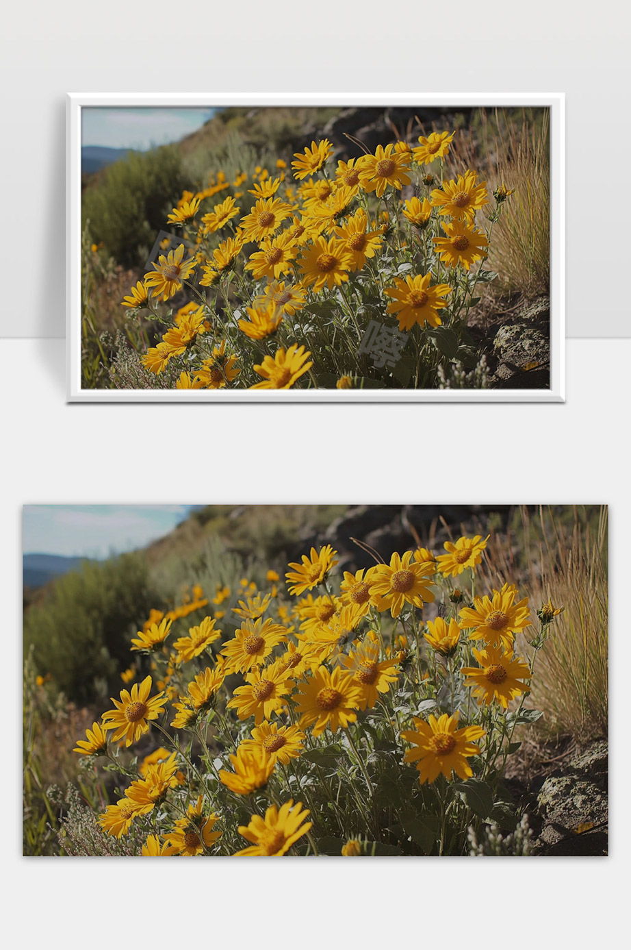 阳光下绽放的黄色野花与自然山地风光