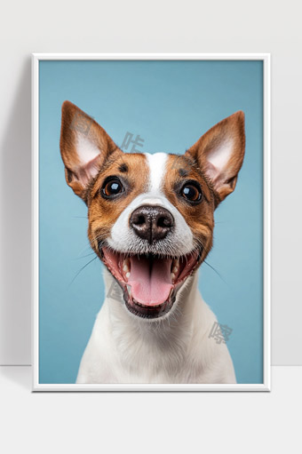 开心活泼的杰克罗素犬特写微笑表情