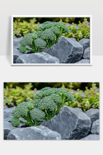 绿色西兰花生长在石头间自然健康绿色蔬菜