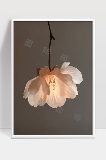 柔和光晕下绽放的白色花瓣静谧美丽