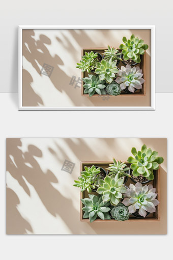 多肉植物盆栽组合绿色盆景室内装饰自然美景